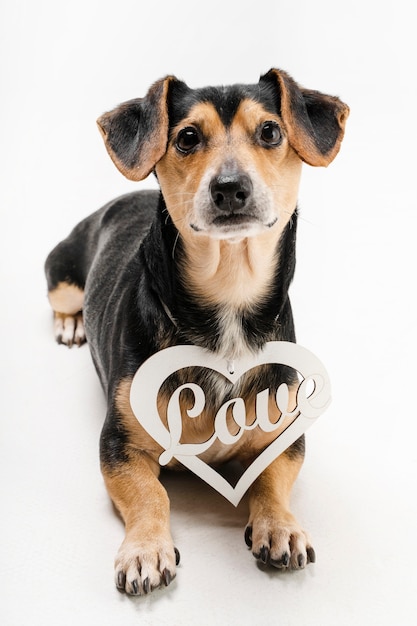 Free Photo portrait of adorable little dog with love tag