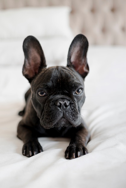 Free Photo portrait of adorable little french bulldog