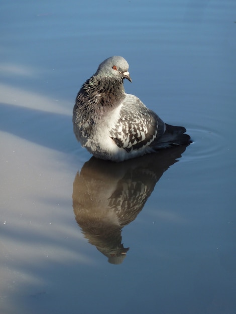 Free photo portrait of an adorable pigeon and its reflection in a puddle