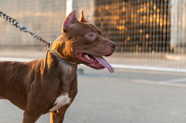 Free photo portrait of adorable pitbull dog