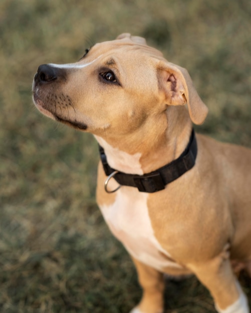 Free photo portrait of adorable pitbull dog