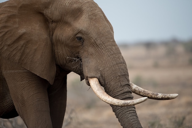 Portrait of african elephant