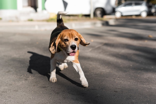 Free photo portrait of beagle running on road