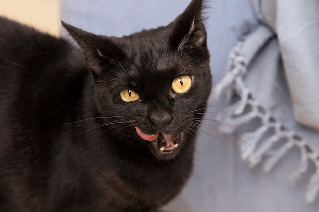 Free photo portrait of beautiful black domestic cat