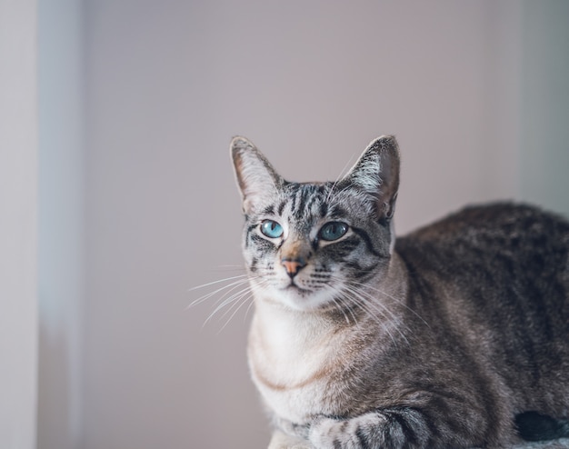 Portrait of a beautiful domestic cute cat with blue eyes