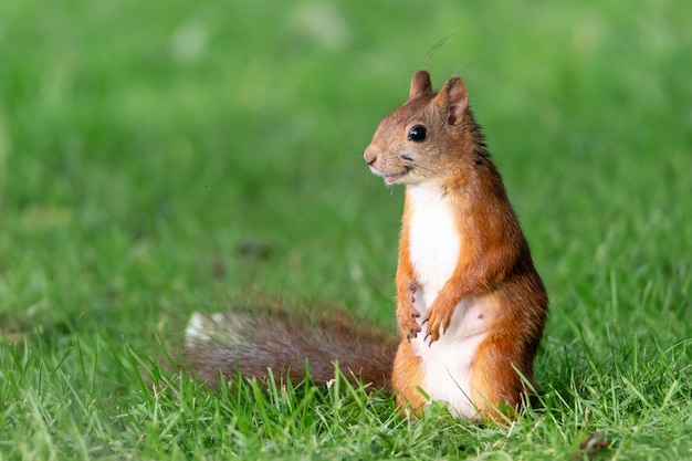 Free photo portrait of a beautiful squirrel on the grass