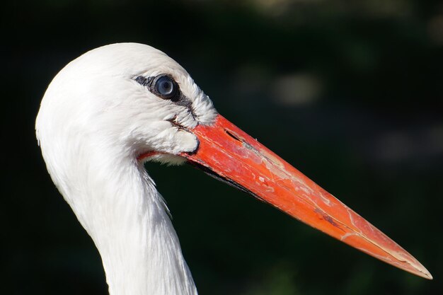 Portrait of a beautiful stork bird on the blurred dark background