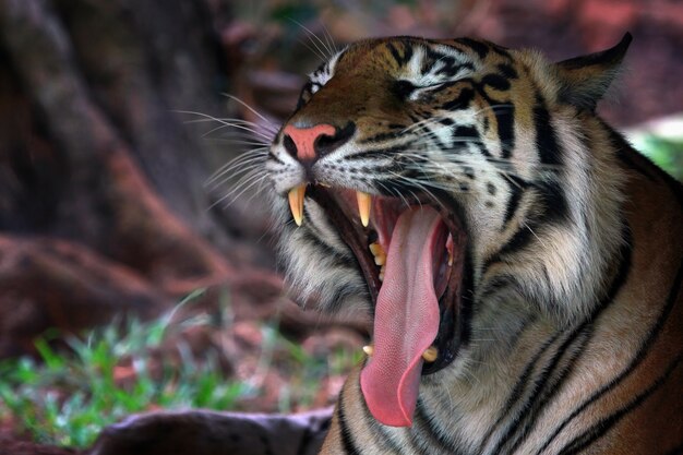 Portrait of a bengal tiger