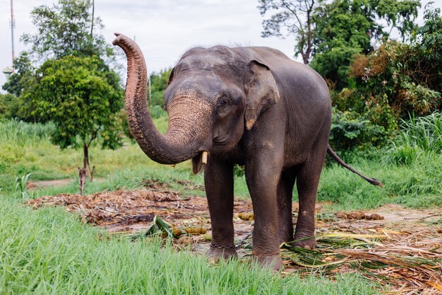 Portrait of beuatiful thai asian elephant stands on green field Elephant with trimmed cutted tusks