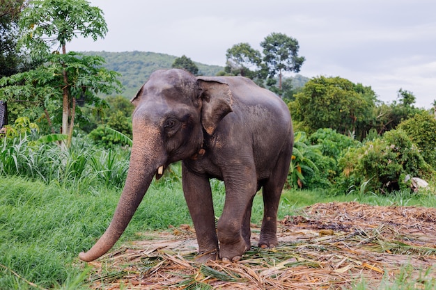 Portrait of beuatiful thai asian elephant stands on green field Elephant with trimmed cutted tusks