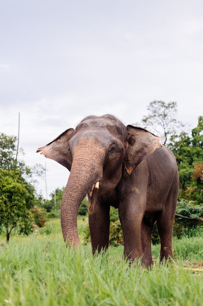 Portrait of beuatiful thai asian elephant stands on green field Elephant with trimmed cutted tusks