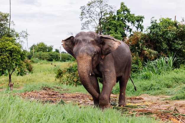 Portrait of beuatiful thai asian elephant stands on green field Elephant with trimmed cutted tusks