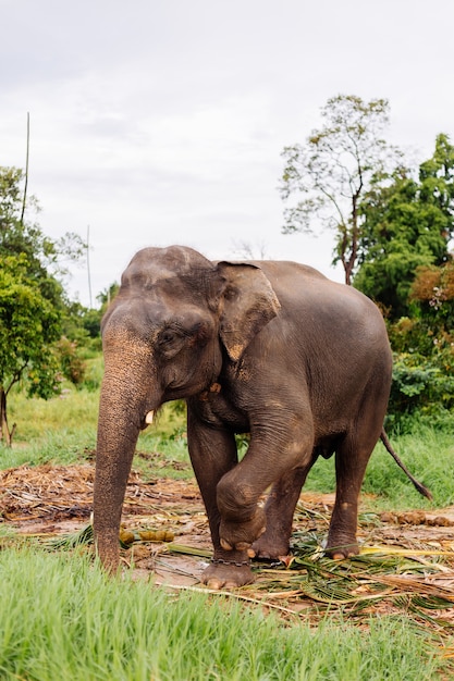 Portrait of beuatiful thai asian elephant stands on green field Elephant with trimmed cutted tusks