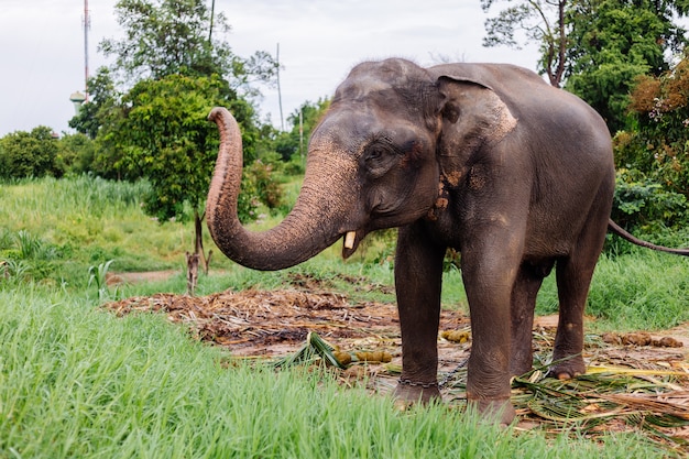 Portrait of beuatiful thai asian elephant stands on green field Elephant with trimmed cutted tusks