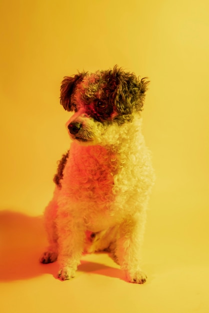 Free Photo portrait of bichon frise dog in gradient lighting