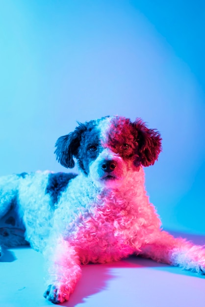 Free Photo portrait of bichon frise dog in gradient lighting