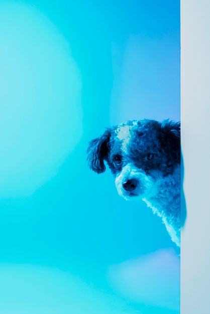 Portrait of bichon frise dog in gradient lighting