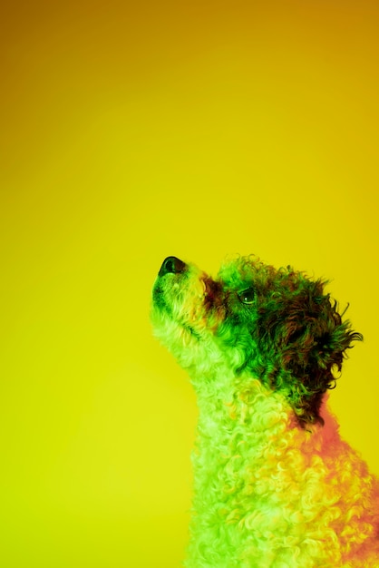 Free Photo portrait of bichon frise dog in gradient lighting