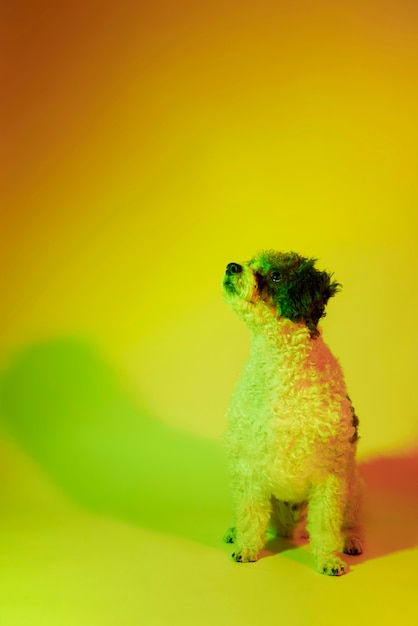 Free photo portrait of bichon frise dog in gradient lighting