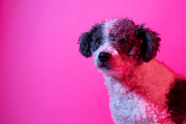 Free Photo portrait of bichon frise dog in gradient lighting