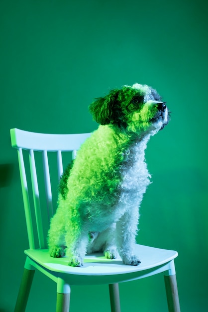 Free Photo portrait of bichon frise dog in gradient lighting