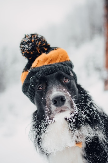 Free photo portrait of a black border collie with an adorable beanie in a forest covered in the snow