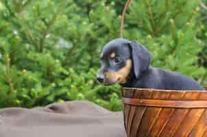 Free photo portrait of black dachshund puppy