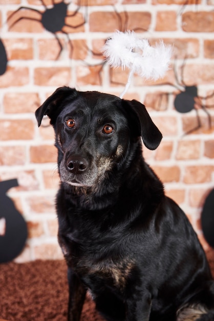 Free Photo portrait of black dog with halo at halloween