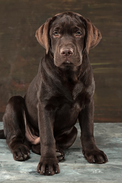 Free photo the portrait of a black labrador dog taken against a dark backdrop.