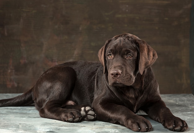 The portrait of a black Labrador dog taken against a dark backdrop.