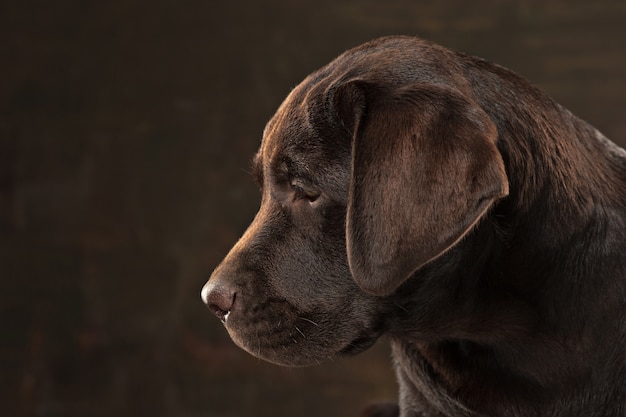 The portrait of a black Labrador dog taken against a dark backdrop.