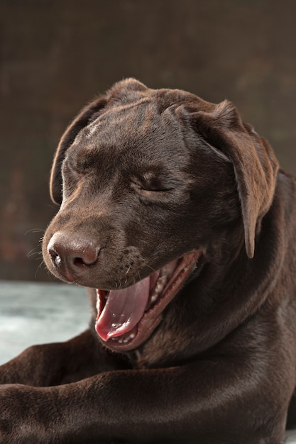 Free photo the portrait of a black labrador dog taken against a dark backdrop.