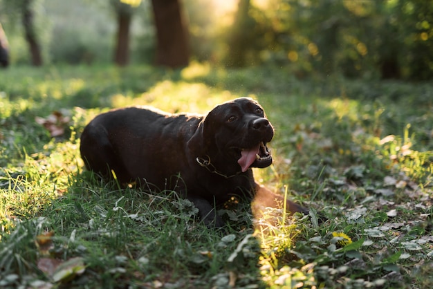 Free Photo portrait of a black labrador sticking out tongue lying on green grass