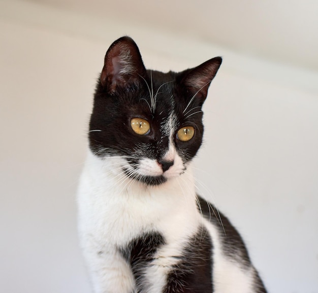 Free photo portrait of a black and white cat