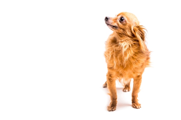 Portrait of brown dog looking away on white background