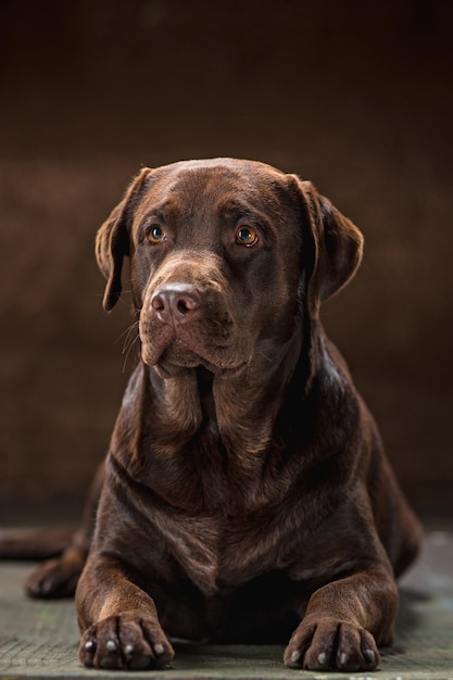 The portrait of a brown Labrador Retriever dog