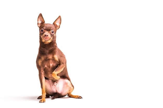 Portrait of a brown russian toy dog looking at camera sitting on white backdrop