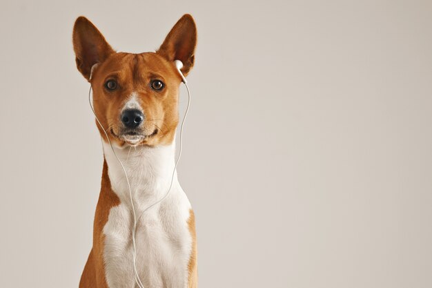 Portrait of a brown and white basenji dog wearing white earbuds looking into the camera isolated on white