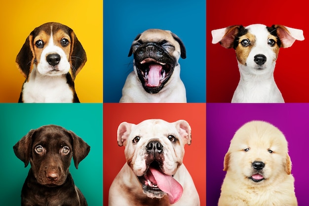 Portrait collection of adorable puppies