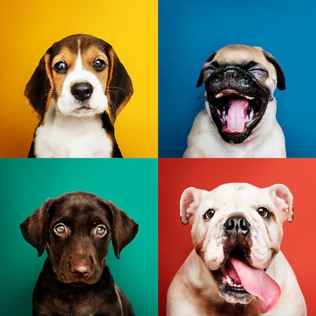 Free Photo portrait collection of adorable puppies