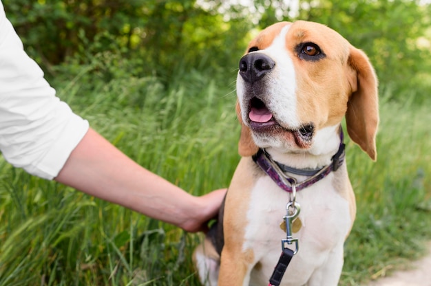 Free photo portrait of cute beagle enjoying walk in the park