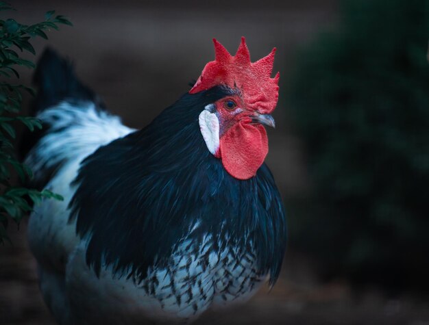 Portrait of a cute black and white rooster looking aside