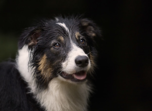 Free Photo portrait of a cute border collie dog breed on black