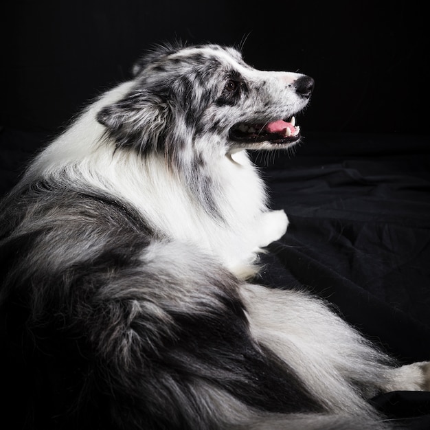 Free Photo portrait of cute border collie dog