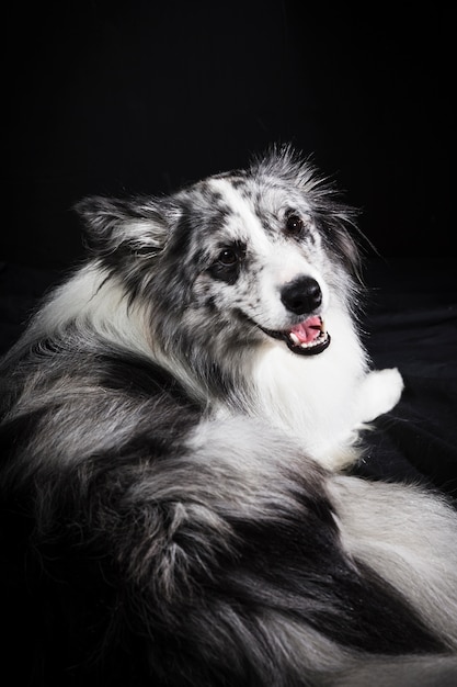 Portrait of cute border collie dog