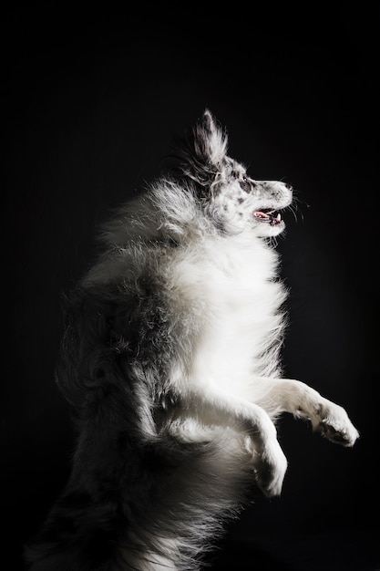 Portrait of cute border collie dog