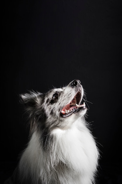 Free photo portrait of cute border collie dog