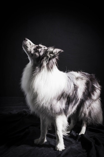 Portrait of cute border collie dog