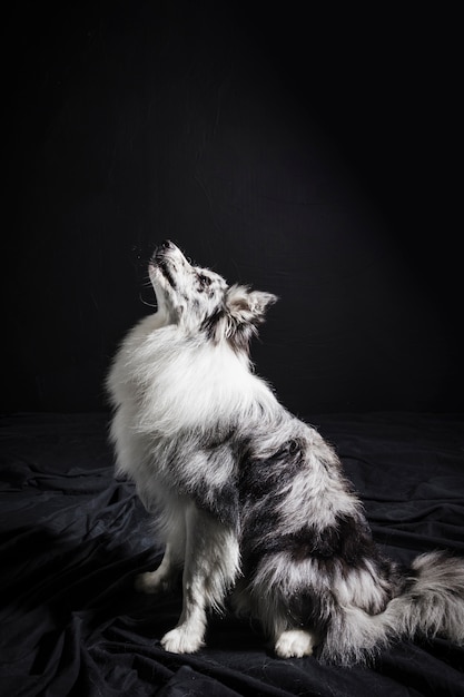 Free Photo portrait of cute border collie dog