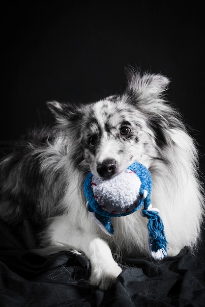 Free Photo portrait of cute border collie dog